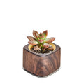 Wood Planter Brass