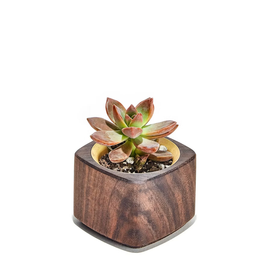 Wood Planter Brass