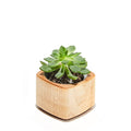 Wood Planter Maple
