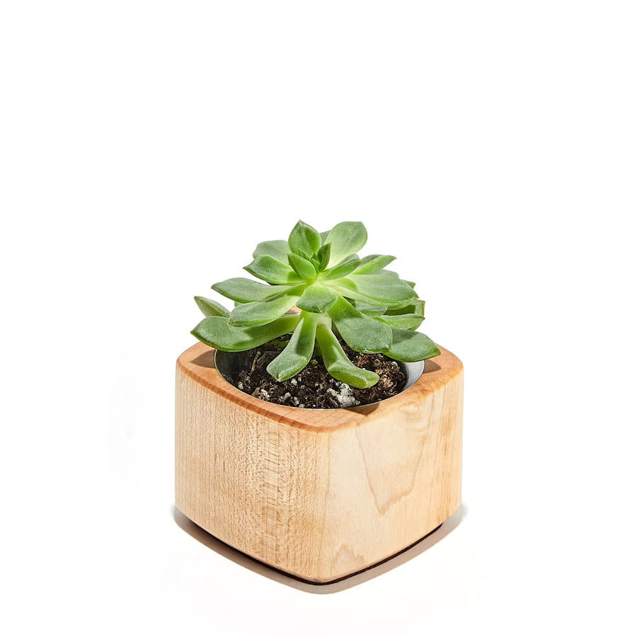 Wood Planter Maple